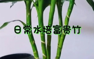 富贵竹水培怎么改土培（富贵竹水培改土培最佳时间）