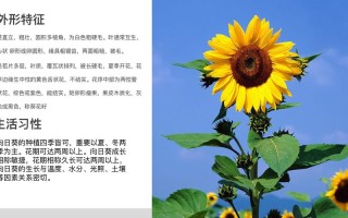 3朵向日葵鲜花的寓意是什么（3朵向日葵的含义）