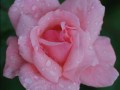 老人鲜花花语（老人鲜花花语大全）