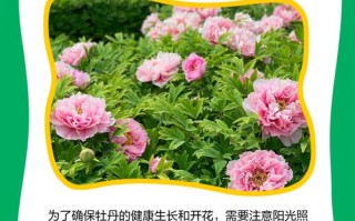 如何使牡丹在冬季开花（牡丹花冬天怎么种植比较好）