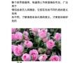 白色鲜花花语（各种白色花的花语）