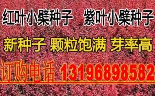 紫叶小檗种子怎么种（紫叶小檗种子怎么种才能发芽）