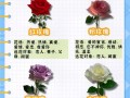 领导送花的讲究（领导送花怎么发朋友圈）
