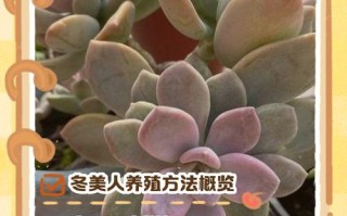 东美人怎么养（冬美人好养活吗）