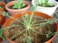 花菱草种子怎么种（花菱草的花语是什么）