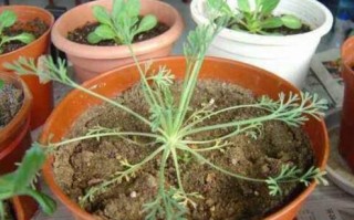 花菱草种子怎么种（花菱草的花语是什么）