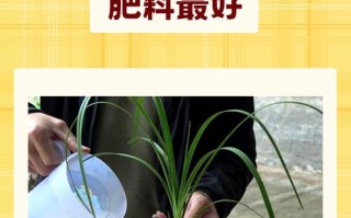 兰花用什么肥料比较好（君子兰花用什么肥料比较好）