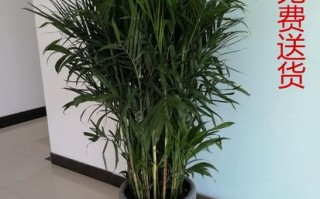 夏威夷椰子秋天怎么养（夏威夷椰子秋天怎么养护）