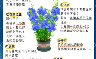 蓝雪花打顶步骤（蓝雪花掐顶）