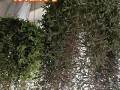 紫玄月的养殖方法和注意事项（多肉紫玄月的养殖方法和注意事项）
