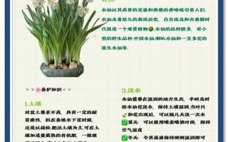 水培水仙花春天怎么办（水培水仙如何年年开花）