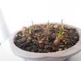 水仙花为什么要切球（水仙花为什么要削）