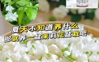 茉莉夏天这么养的简单介绍