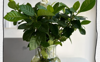 栀子花开花期间能喷水吗（栀子花开花期间可以喷水吗）