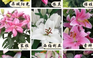 5朵百合鲜花花束寓意什么（五朵百合花代表什么）