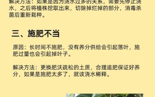 招财树掉叶子（招财树掉叶子是怎么回事儿）