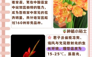 君子兰春天这么养（君子兰春季怎么养）