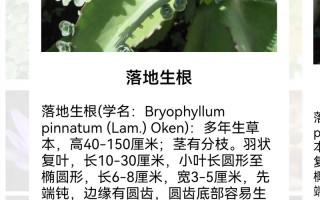 折射鲜花花语是什么（折射鲜花图片）