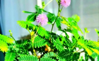 含羞草怎么养（含羞草怎么养才能更旺盛）