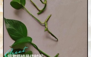 绿萝扦插快速生根方法（绿萝扦插成活率高的方法）