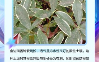 金边瑞香冬季怎么养（金边瑞香冬天的养殖方法）
