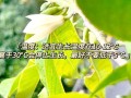 白兰花秋天怎么养（白兰花秋天怎么养护和浇水）