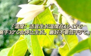 白兰花秋天怎么养（白兰花秋天怎么养护和浇水）