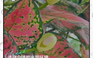 广东万年青种子怎么种（广东万年青怎么养才能粗壮）