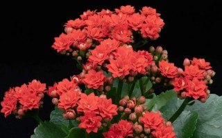 长寿的鲜花花语（长寿花语是什么）