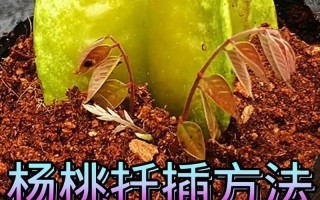 杨桃树可以盆栽吗（杨桃树可以种在院子里吗）