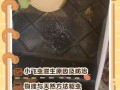 家里花爱招“虫子”（家里养花招虫子）