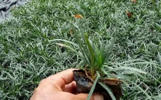 玉龙草怎么种植（玉龙草如何种植）