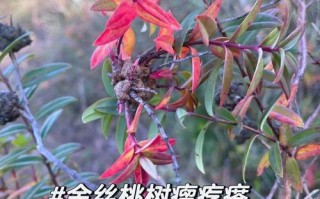 金丝梅如何进行分株繁殖（金丝梅怎么种）