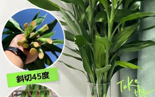 水培富贵竹怎么繁殖（水培富贵竹的栽培）