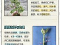 金枝玉叶如何扦插（金枝玉叶如何扦插成活率高）