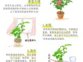 入秋这样养茶花（立秋后茶花怎样养护）