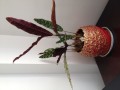 猫眼鲜花花语（猫眼的花语和寓意）