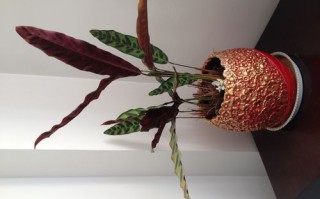 猫眼鲜花花语（猫眼的花语和寓意）