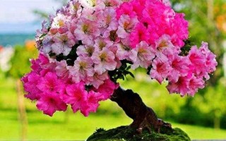送礼送花的讲究（送礼花一般有什么花）