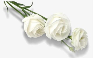 3朵白玫瑰鲜花的寓意（三朵白玫瑰花）