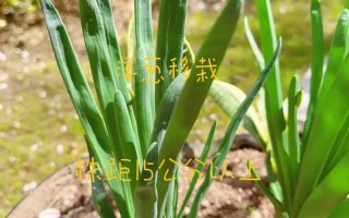 洋葱怎么种植（紫皮洋葱怎么种植）