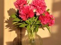 深圳鲜花花语（深圳节日鲜花）
