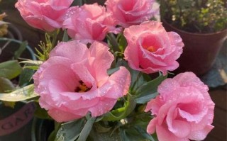玫瑰洋桔梗···鲜花也能扦插（玫瑰花和洋桔梗怎么插）