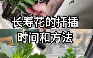 长寿花扦插的比较好时间（长寿花扦插的比较好时间是多少）