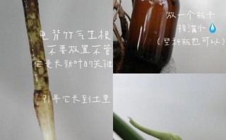 龟背竹的气根该如何处理（龟背竹气根繁殖图解）