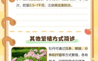 牡丹种子什么时候种（芍药种子几月播种）