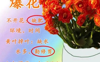不会养长寿花（不会养长寿花怎么办）