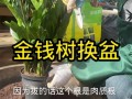金钱树怎么分株（金钱树怎样分盆会活得好）