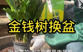 金钱树怎么分株（金钱树怎样分盆会活得好）