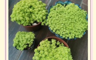 黄金万年草的养殖方法（黄金万年草介绍）